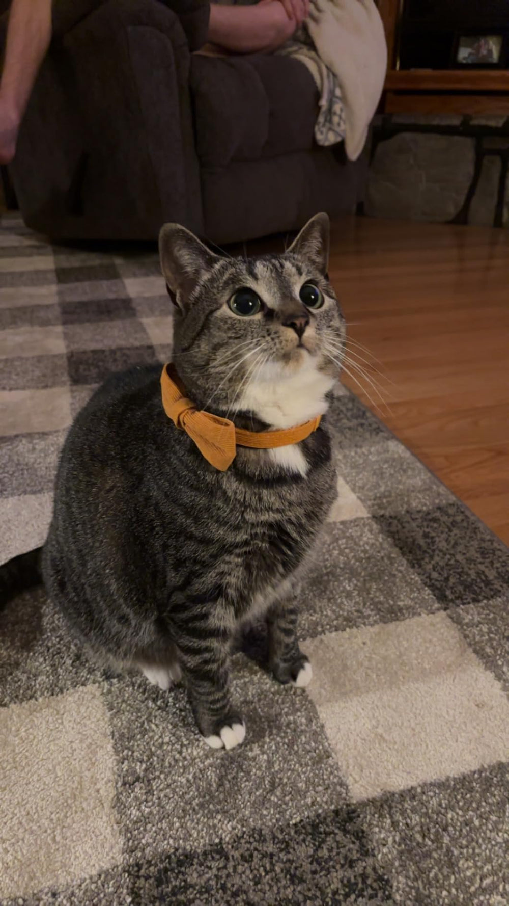 Ewinoom chaton portant collier vert foncé élégant et discret