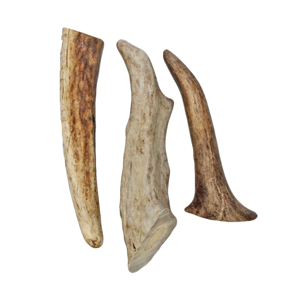 Exotic Nutrition pointe d'antler dans cage de chinchilla, stimule activité