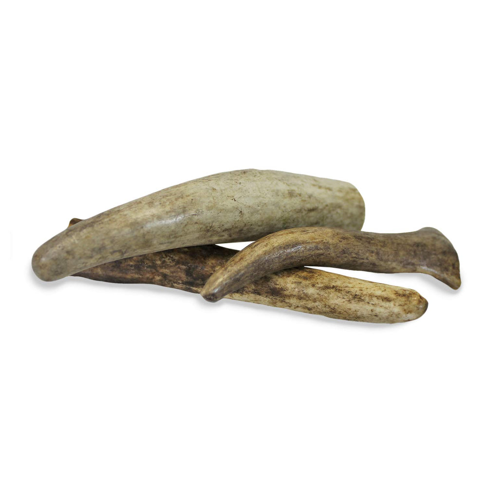 Exotic Nutrition gros plan texture dure des antlers pour usure dentaire efficace
