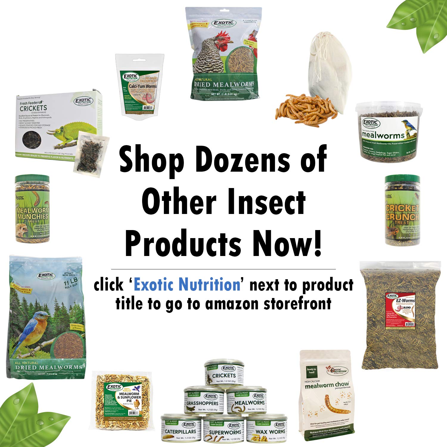 Exotic Nutrition friandise dans un jouet de forage, encourage activité et recherche