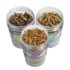 Exotic Nutrition Groovy Grasshoppers pot ouvert, pratique pour friandises