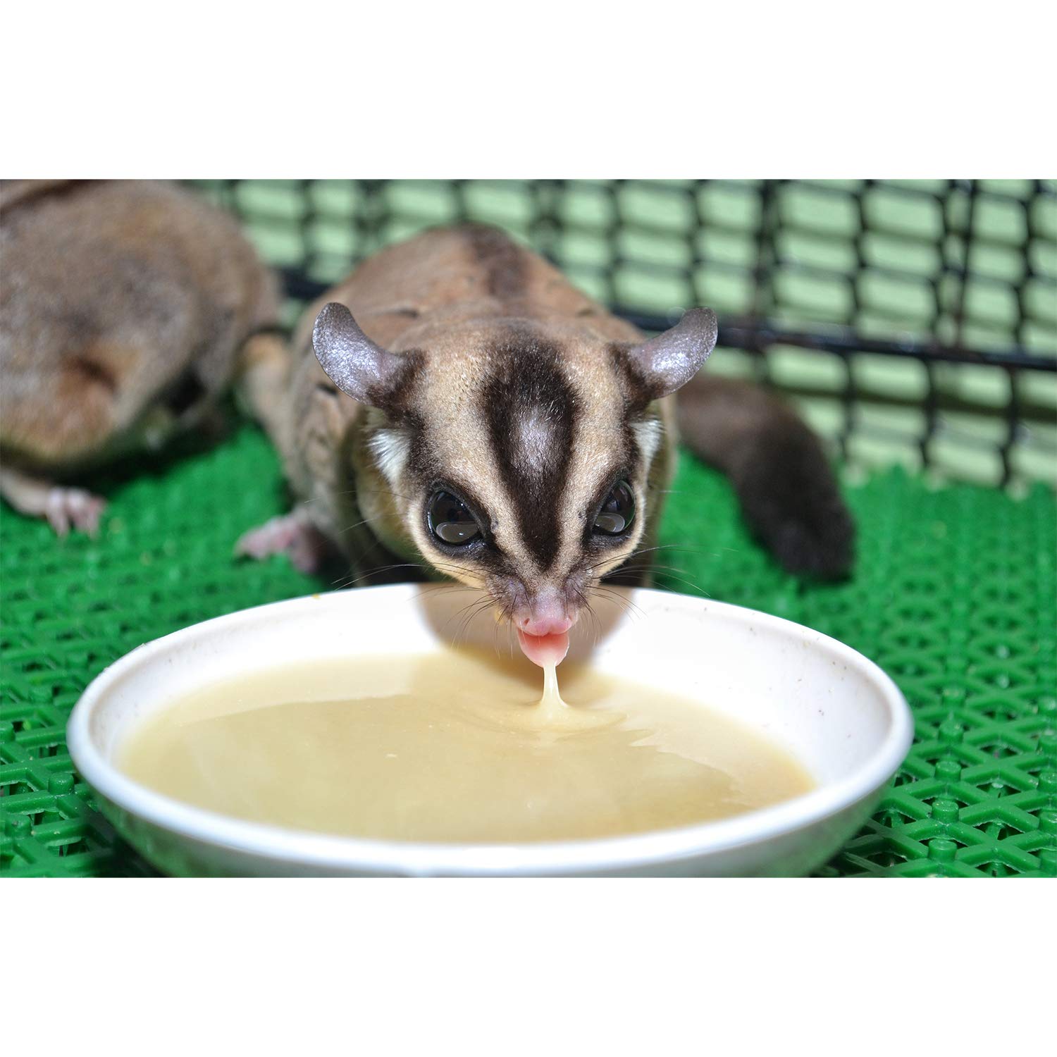 Sugar glider mangeant Instant-HPW Exotic Nutrition illustrant acceptation alimentaire
