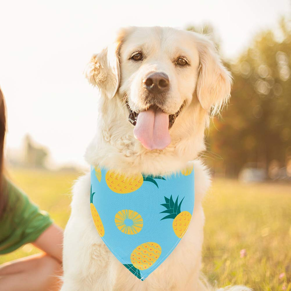 EXPAWLORER quatre bandanas portés ensemble sur chien montrant couleurs assorties pratiques