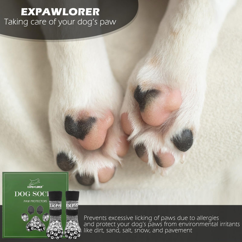 EXPAWLORER comparaison de taille montrant comment mesurer la patte