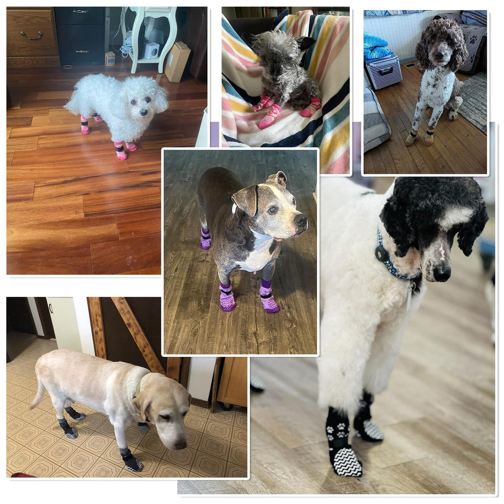 EXPAWLORER contenu du pack avec six chaussettes et six sangles détachables