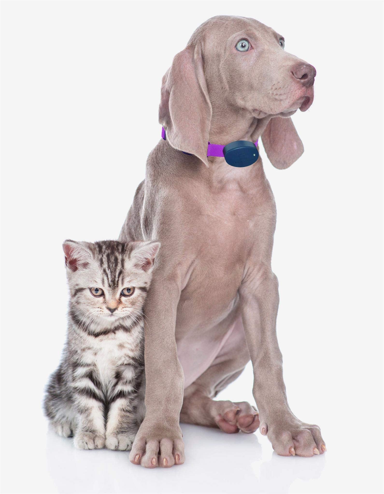 Extreme Dog Fence sangle en usage sur chien offrant maintien confortable