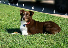 Extreme Dog Fence gros plan du nylon résistant montrant texture robuste
