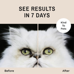 Eye Envy lingette utilisée sur un chat pour nettoyer croûtes et sécrétions