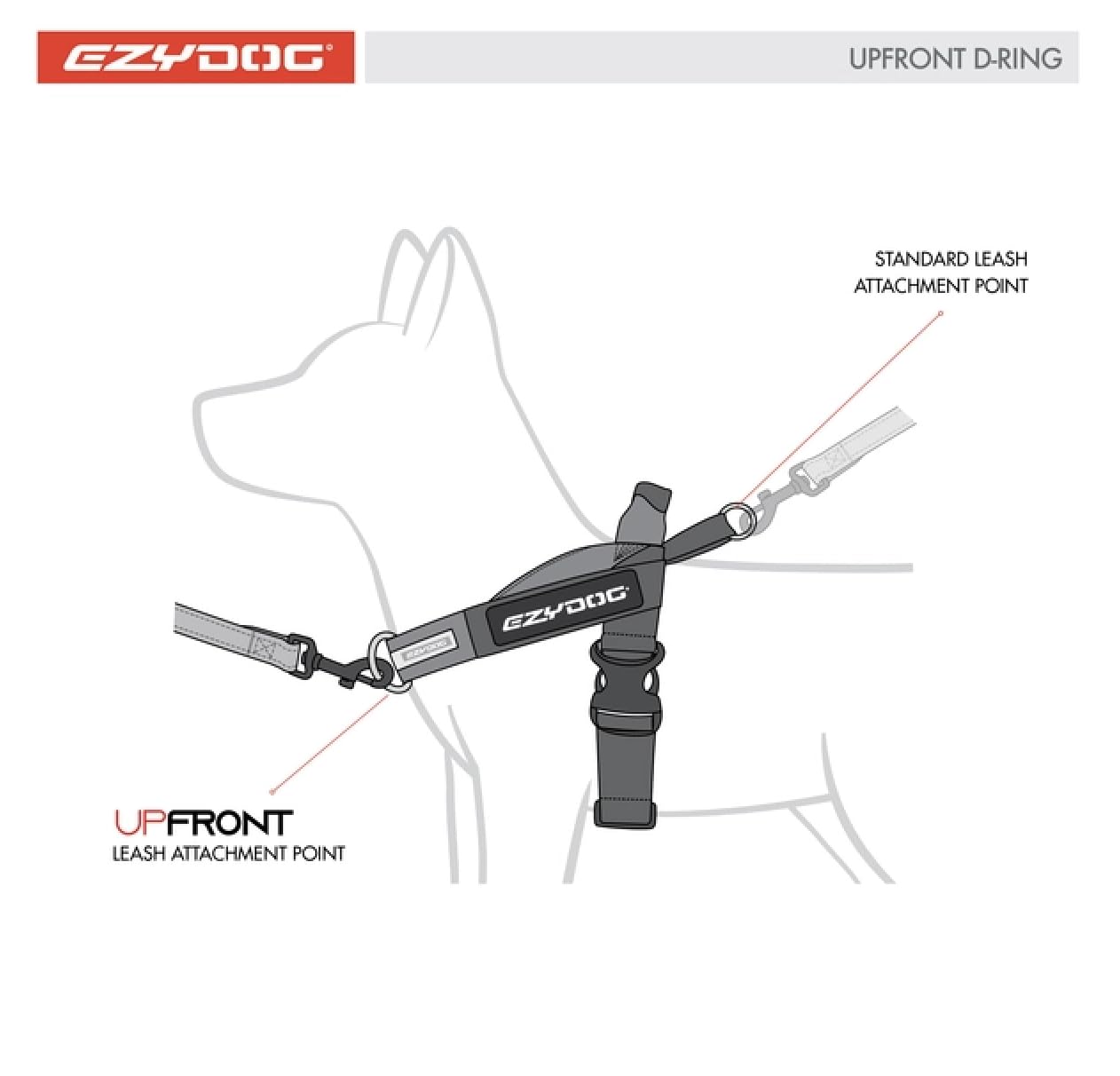 EzyDog anneau acier inoxydable vue rapprochée solidité garantie