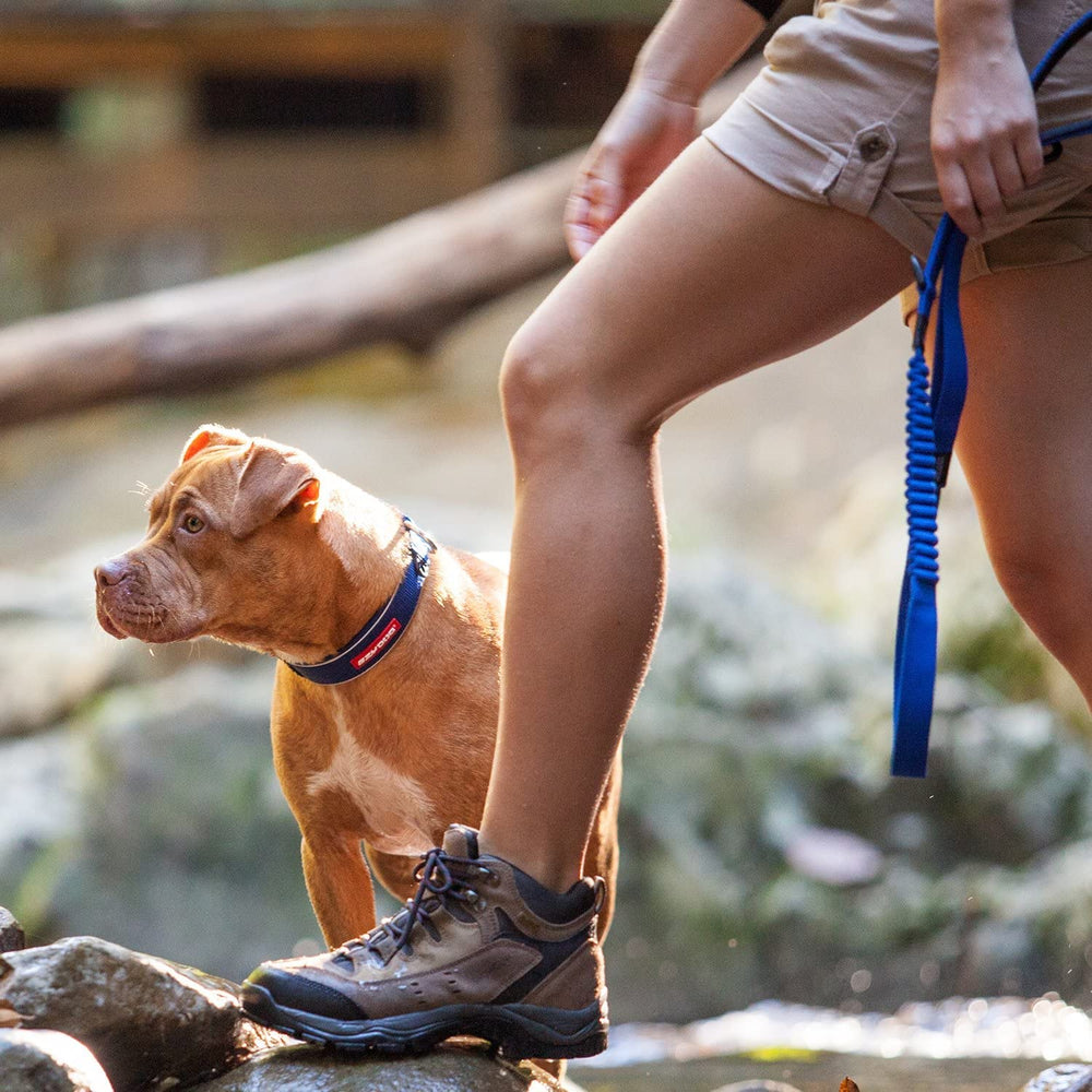 EzyDog Zero Shock D-ring et fermoir solide pour accessoires