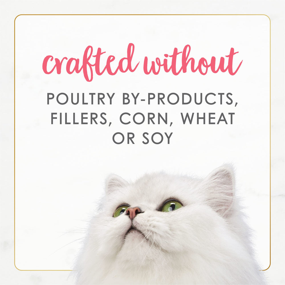 Fancy Feast chaton mange dans une assiette, encourage l'appétit naturel