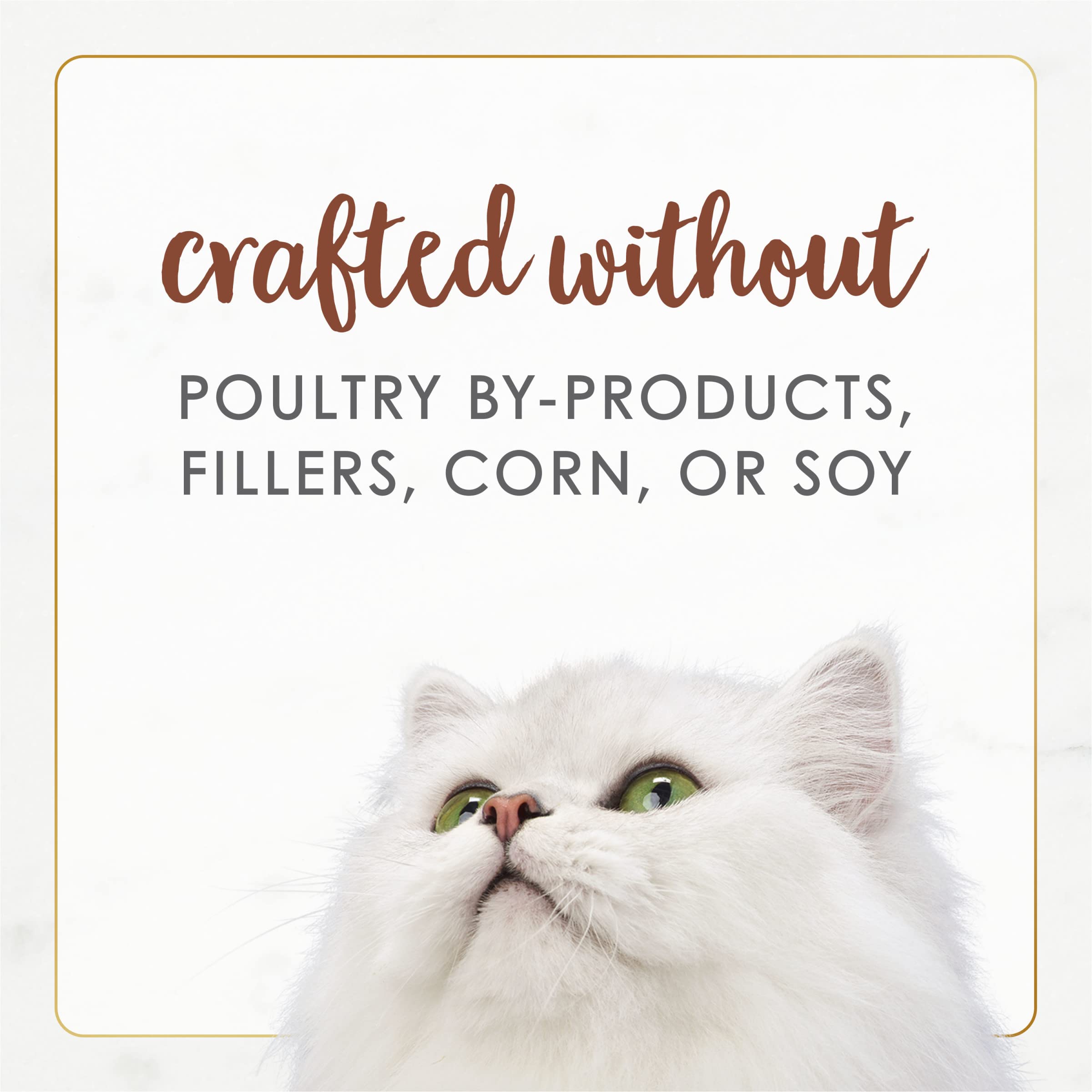 Fancy Feast plat servi à un chat dans une cuisine conviviale et hygiénique