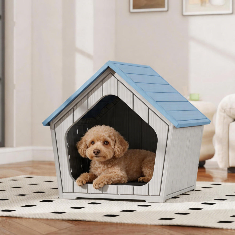 Fancyango échelle de taille à côté d'un petit chien pour comparaison