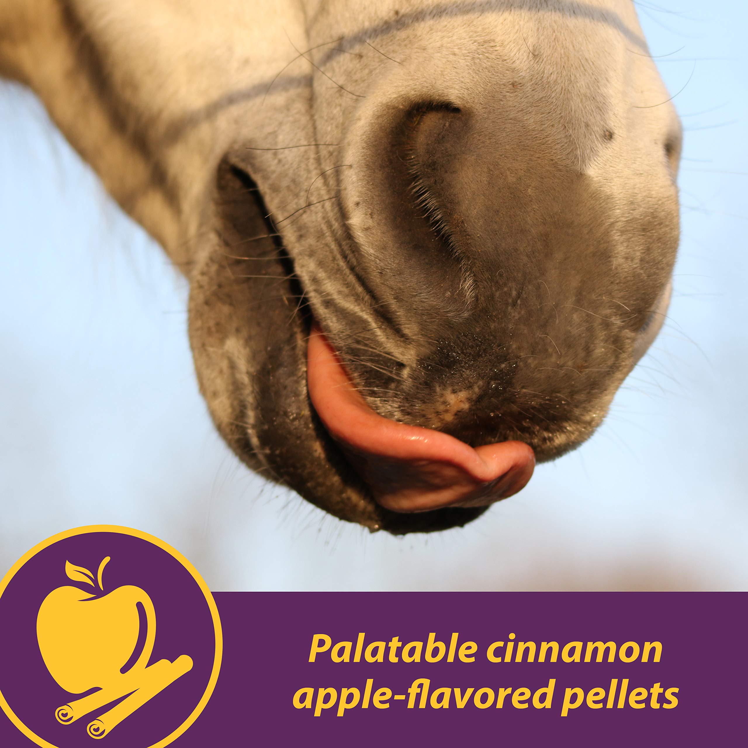 Farnam Horse Health scène équestre montrant utilisation pratique au quotidien
