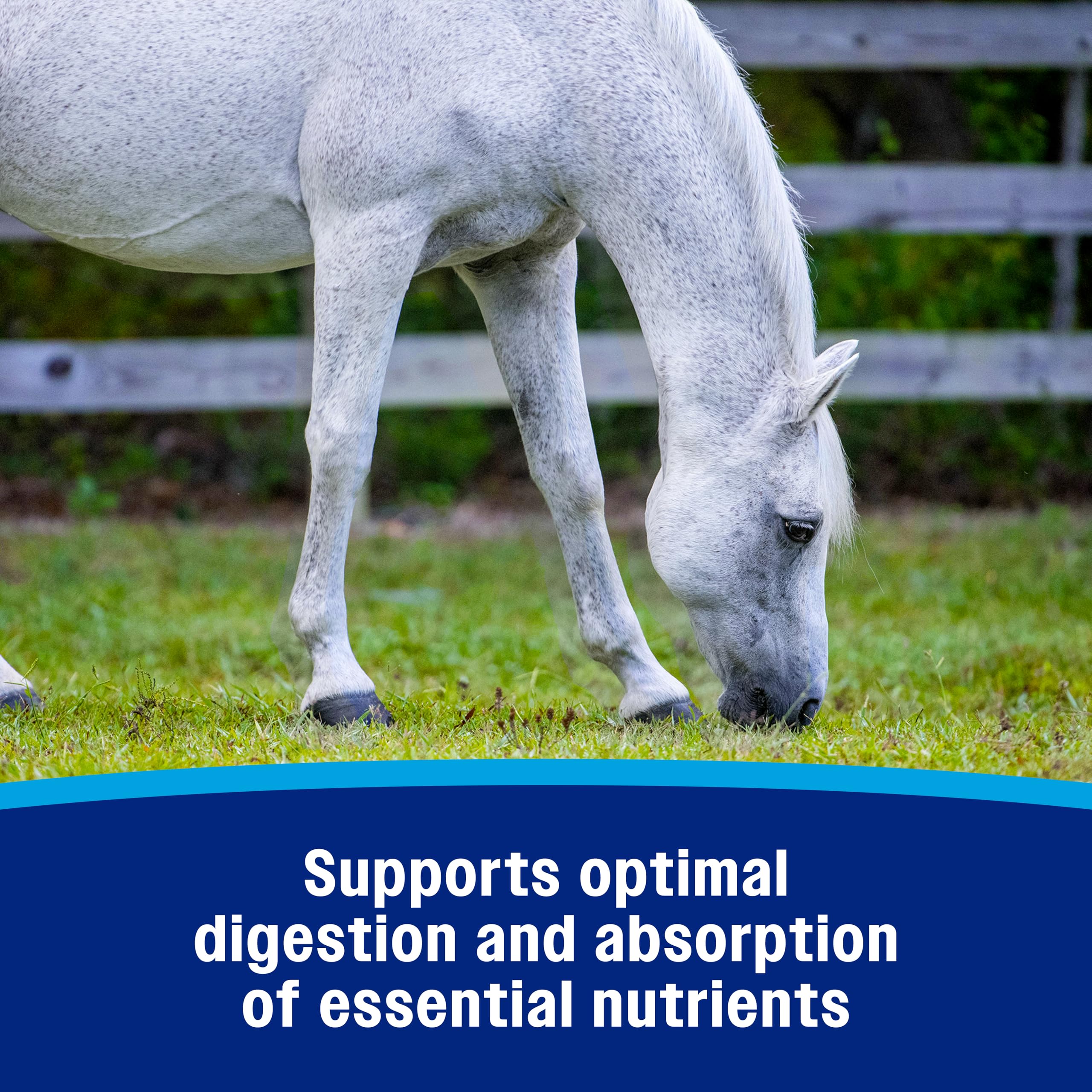 Farnam application orale sur cheval pour soutien digestif lors de stress