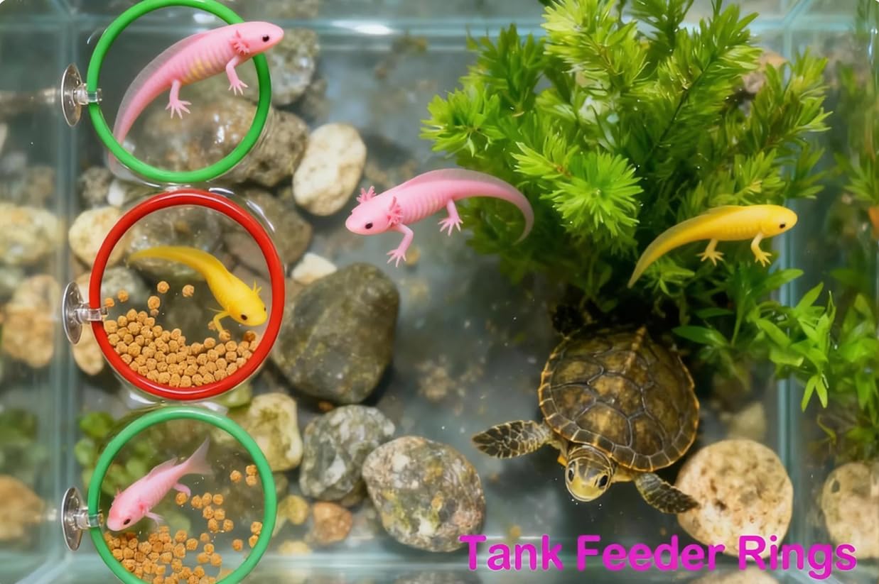 Fejapa échelle taille comparative montrant proportions pour axolotl