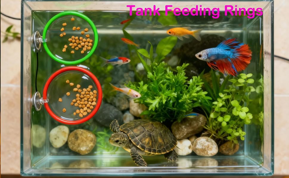 Fejapa ensemble installé dans un nano aquarium enrichissant l'habitat