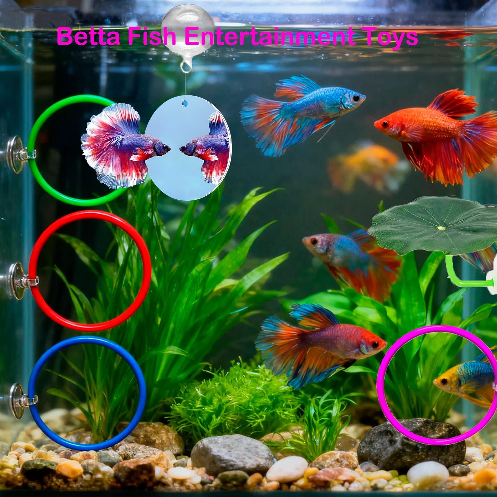 Fejapa miroir flottant gros plan stimulant l'activité du betta