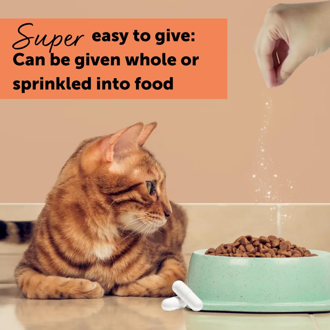 Chat consultant FELIWAY Cystease en situation d’usage pour calmer le stress et soutenir la vessie