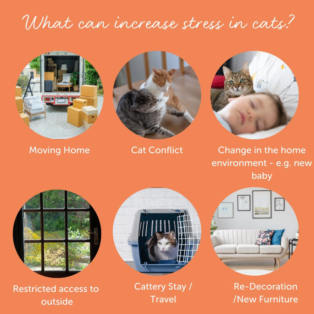 FELIWAY Cystease avec FELIWAY Classic présenté ensemble pour une stratégie anti-stress complète