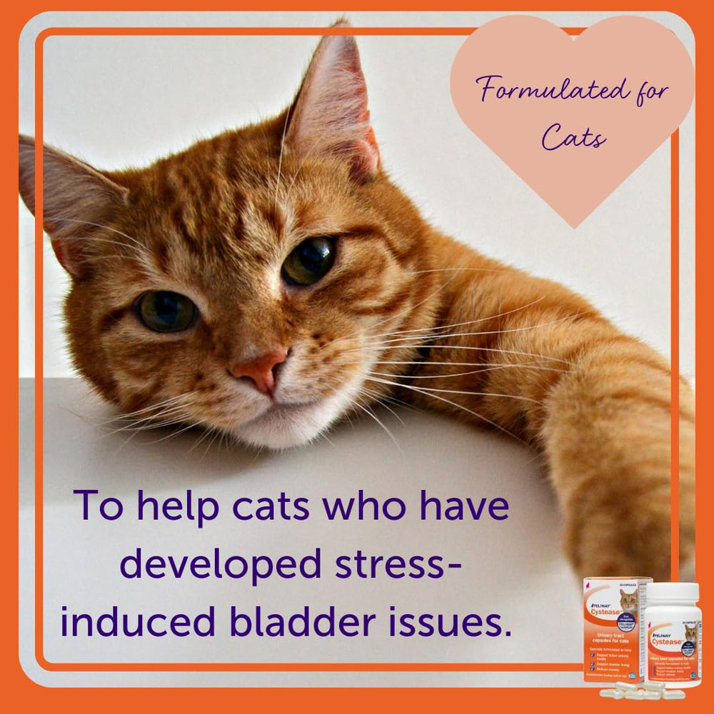 Visuel avantages FELIWAY Cystease listant soutien muqueuse et apaisement comportemental