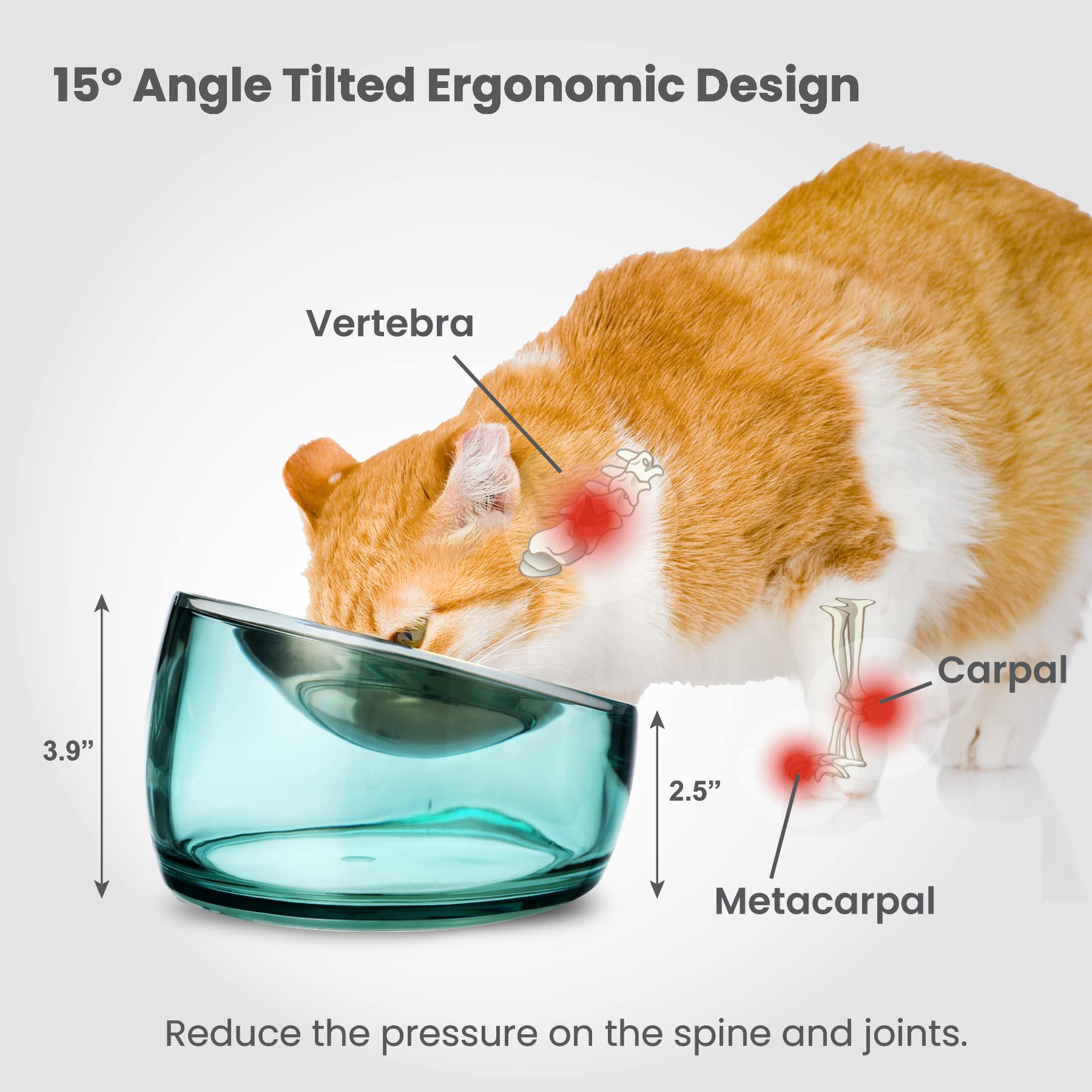 Felli chat mange confortablement, réduction de la fatigue des moustaches