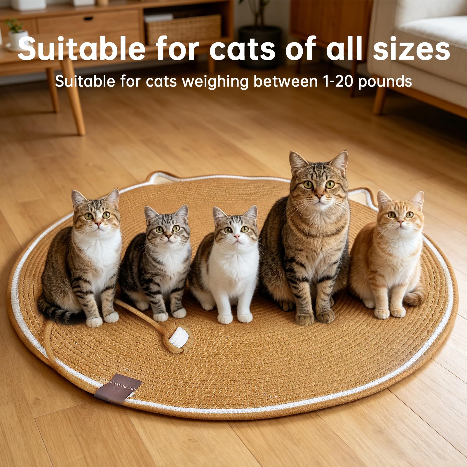 FHKPET comparaison taille montrant espace pour chat et proportions
