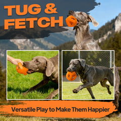 Fida balle en action avec chien en train de rapporter pour stimulation active