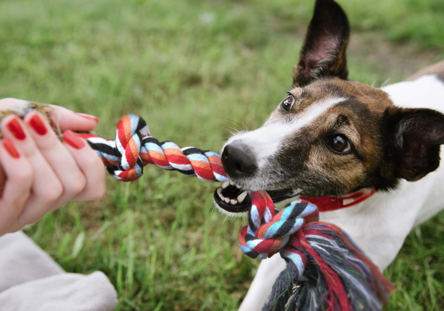 Fida chiot jouant dehors avec jouet, réduit ennui et anxiété
