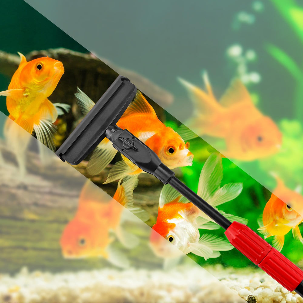 Filhome manche installé dans un aquarium pour évaluer l'échelle