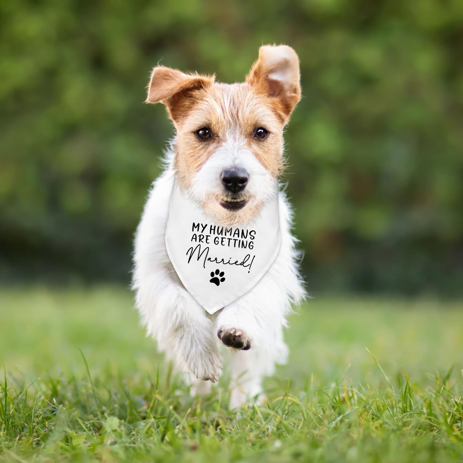 Chien portant le bandana Fipsieneml lors d'une séance photo de fiançailles