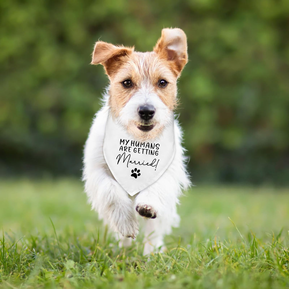 Chien portant le bandana Fipsieneml lors d'une séance photo de fiançailles