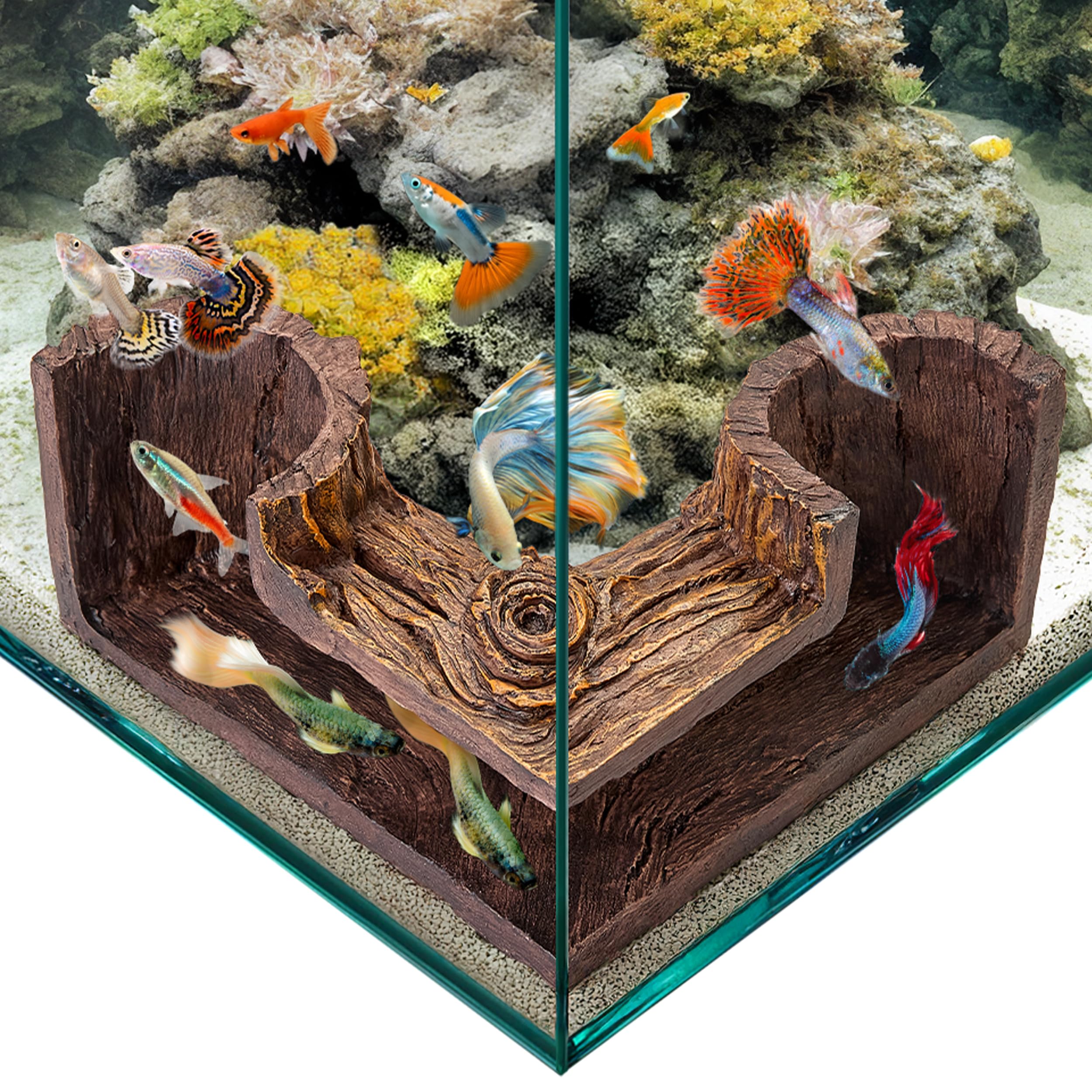 FISHNOSH mise en scène aquarium naturel démontrant camouflage et enrichissement