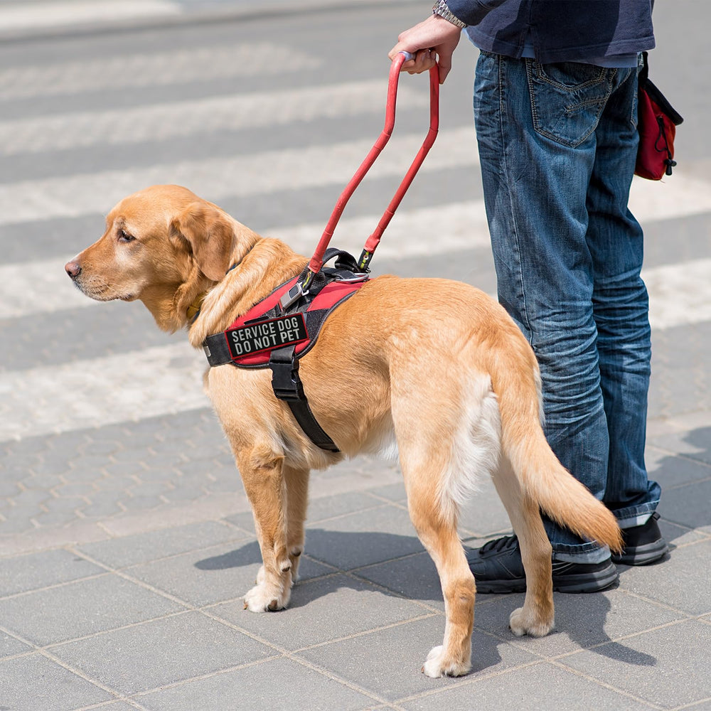 FITZNORA patch fixé sur harnais lors d'une promenade sécurisée