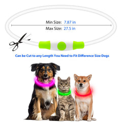 Flashseen chien portant collier en promenade pour sécurité nocturne