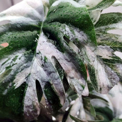 FLmoving groupe de plantes décorant terrarium créant cachettes