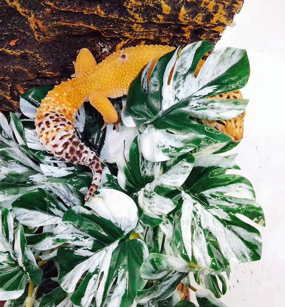 FLmoving terrarium complet lifestyle améliorant esthétique habitat