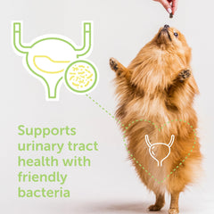 Veterinarian Recommended Solutions gros plan friandise Flo Dog Cranberry appétissante et facile à donner