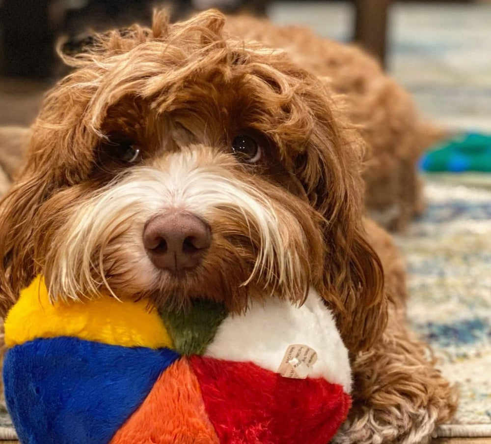 Fluff & Tuff chien jouant avec la balle mettant en valeur résistance