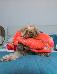 Fluff & Tuff Manny Lobster chien tenant la peluche par la queue, favorise le jeu doux