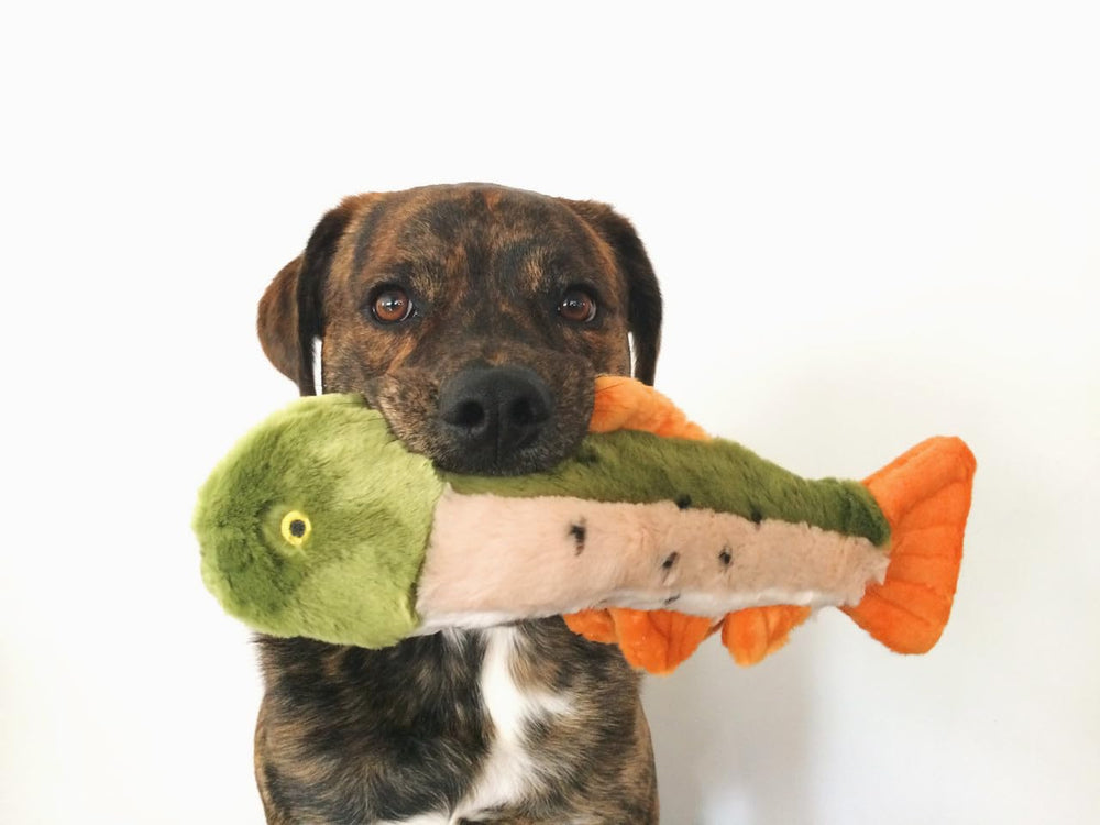 Fluff & Tuff chiot jouant avec Ruby pour stimulation mentale et activité physique