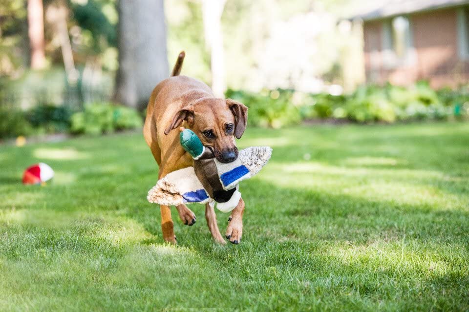 Fluff & Tuff Wally Mallard en jeu avec chien favorisant lancer et rapport