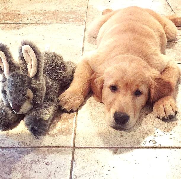 Fluff & Tuff Walter Wabbit à côté d’un chien échelle taille perceptible