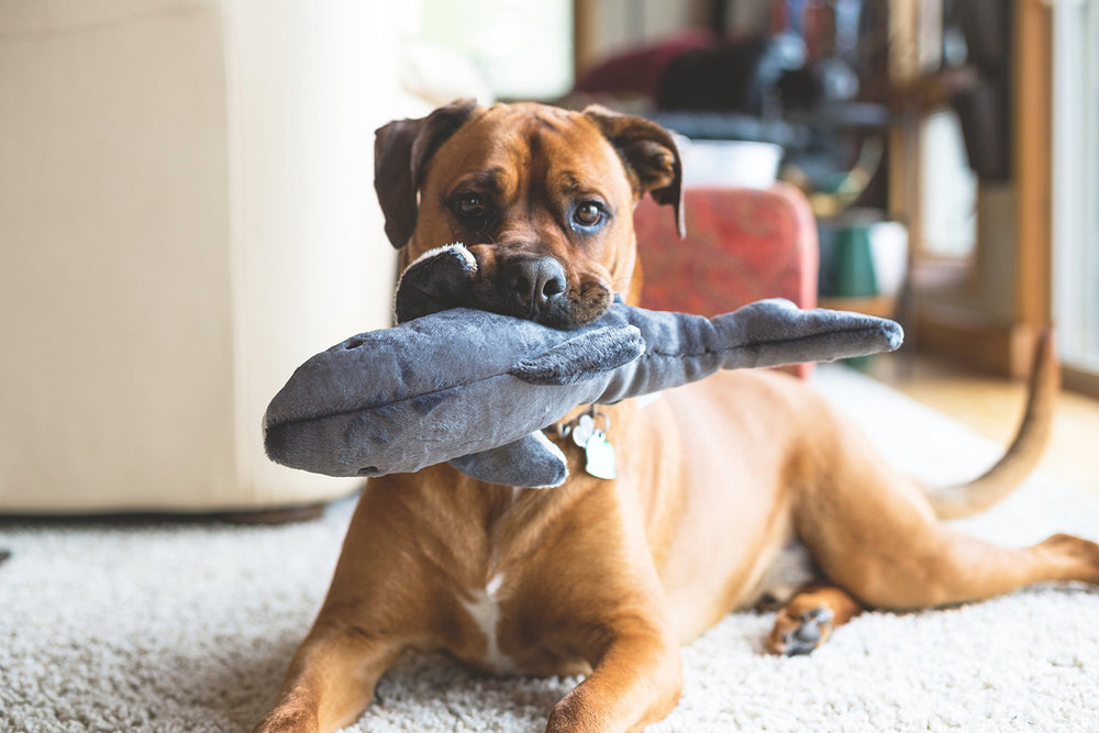 Fluff & Tuff Mac The Shark en action avec chien, idéal pour tirer et rapporter