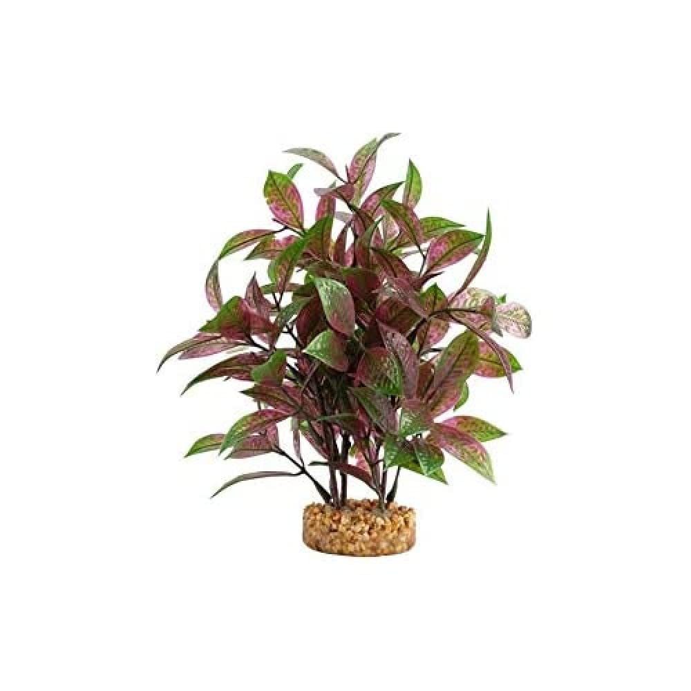 Fluval plante Ludwigia feuille large rouge en gros plan apportant couleur et réalisme