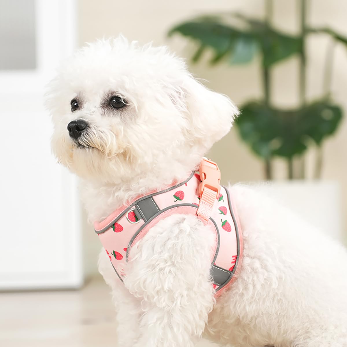 Petit chien portant harnais Flymind fraise XS en promenade en ville pour confort