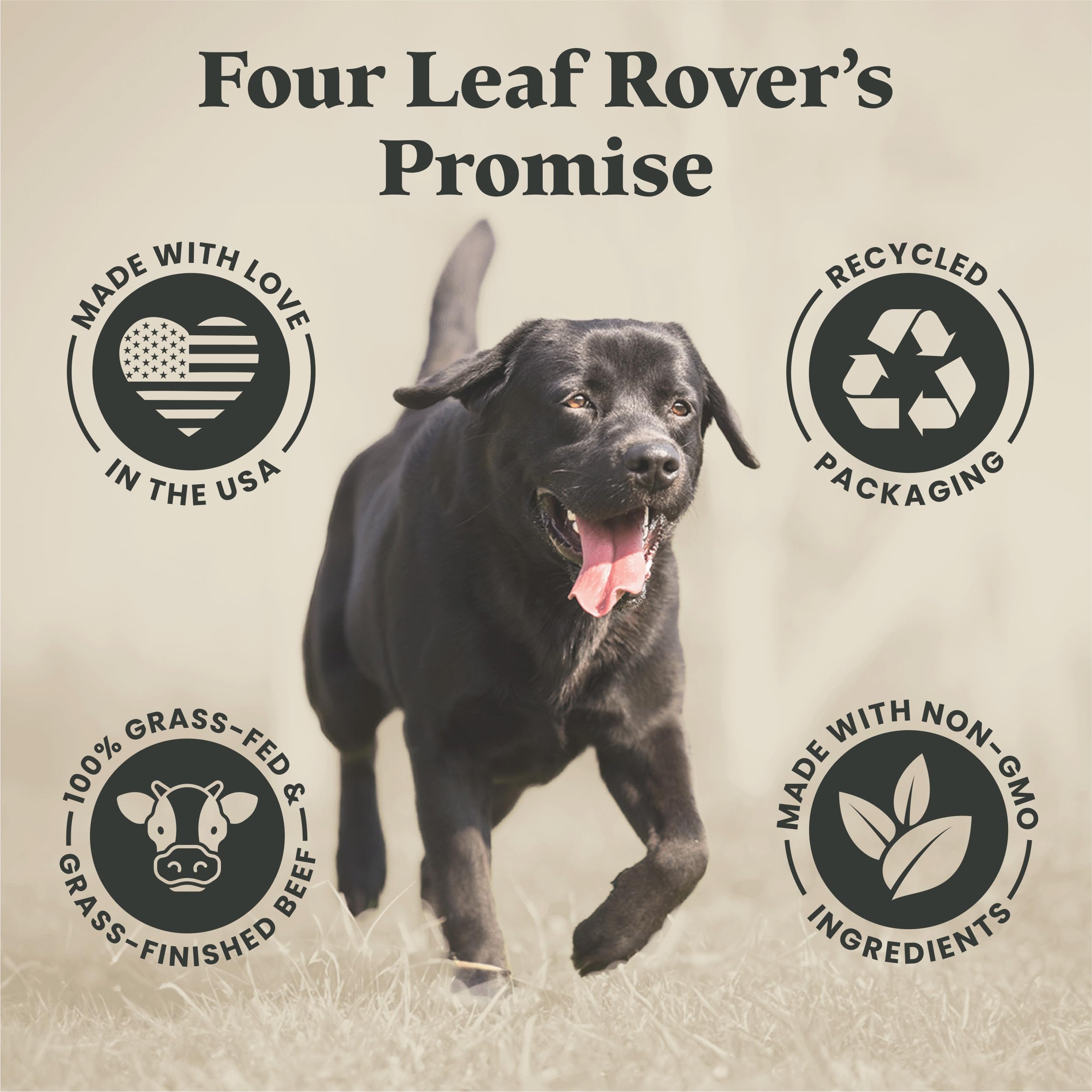 FOUR LEAF ROVER chien mangeant en cuisine témoignant d’un repas plus attractif