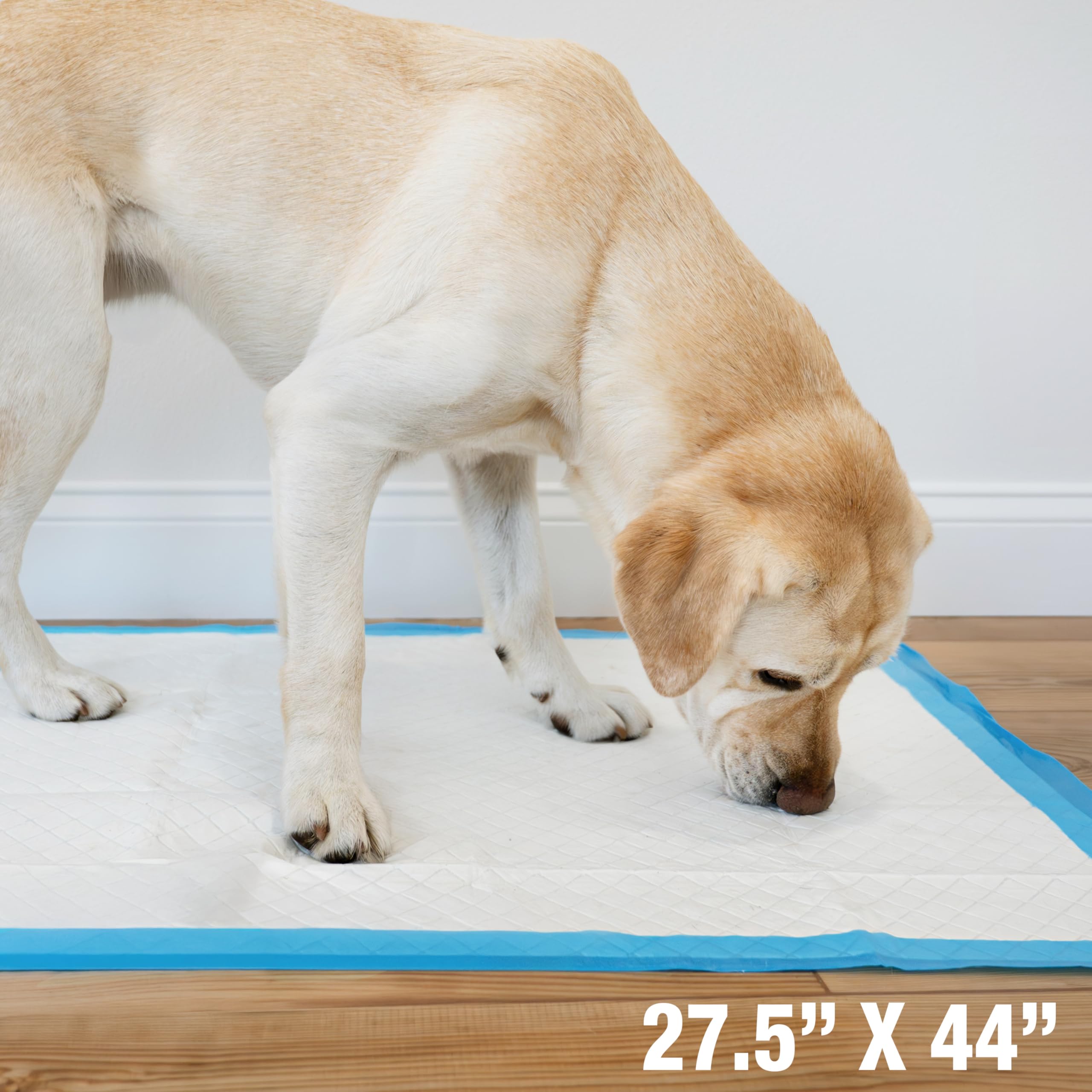 Four Paws comparaison montrant plus d'espace qu'un tapis standard