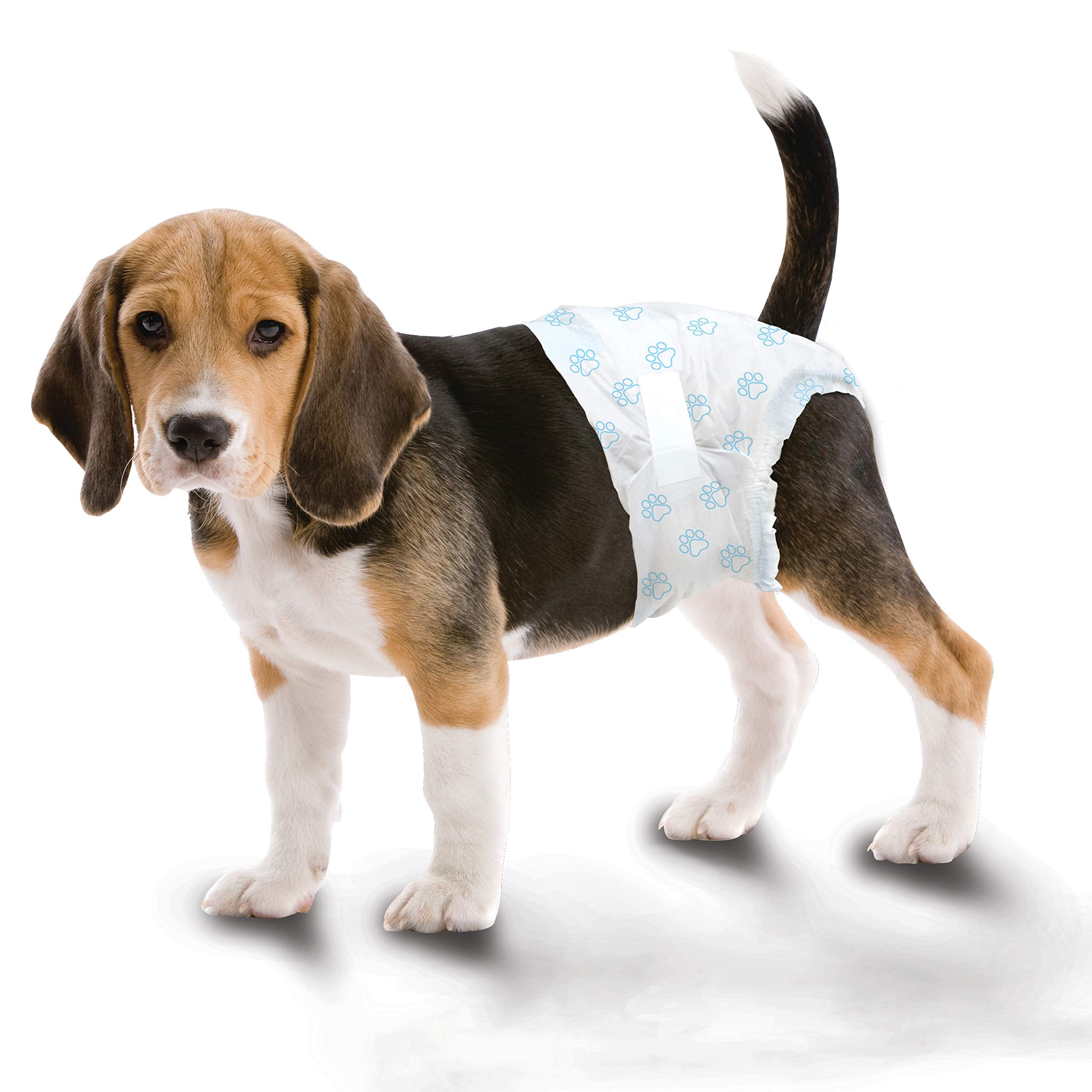 Four Paws règle montrant la taille Medium pour choix adapté