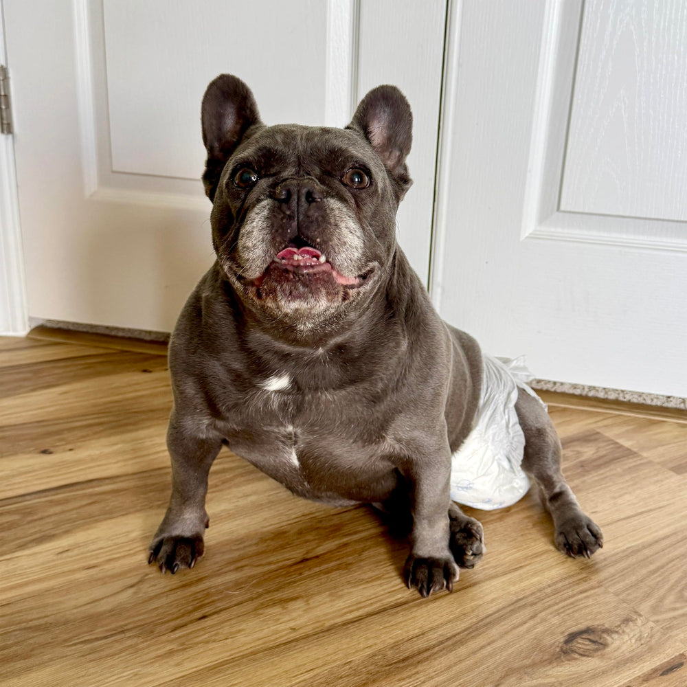 Four Paws gros plan du trou de queue Foam-Fit pour maintien sûr
